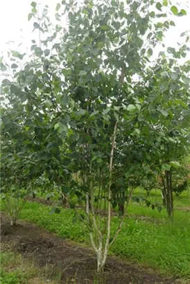Himalayabirke - Betula jacquemontii