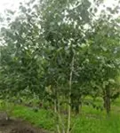 Himalayabirke - Betula jacquemontii