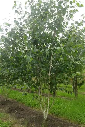 Himalayabirke - Betula jacquemontii