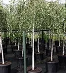 Trauerbirke - Betula pendula 'Youngii'