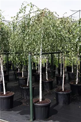 Trauerbirke - Betula pendula 'Youngii'