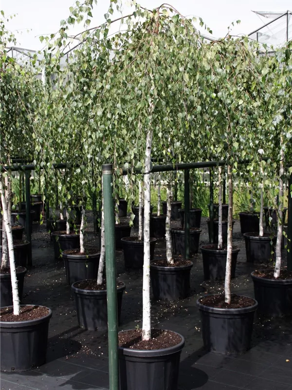 Trauerbirke - Betula pendula 'Youngii'