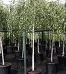 Trauerbirke - Betula pendula 'Youngii'