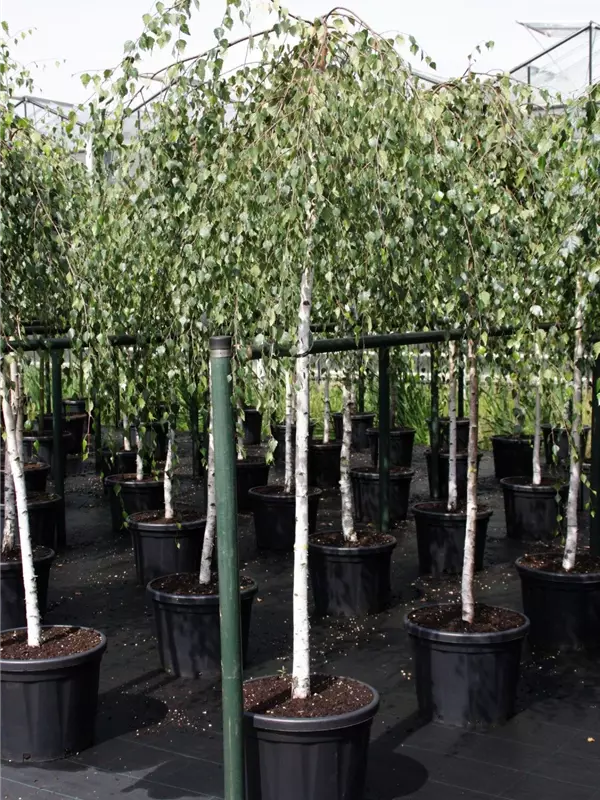Trauerbirke - Betula pendula 'Youngii'