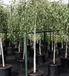 Trauerbirke - Betula pendula 'Youngii'