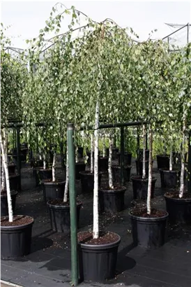 Trauerbirke - Betula pendula 'Youngii'