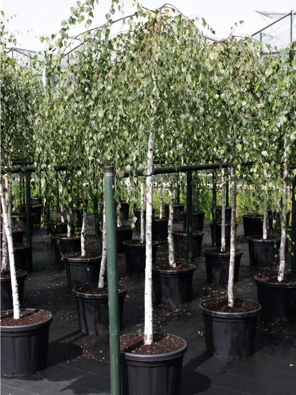 Trauerbirke - Betula pendula 'Youngii'