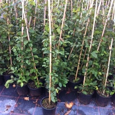 Carpinus betulus - Heckenpflanzen, C 3,5 80- 100 Carpinus betulus - Heckenpflanzen, C 3,5 80- 100