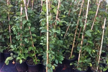 Heckenpflanzen  Heckenpflanzen