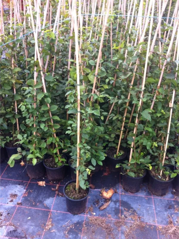 Hainbuche,Weißbuche - Carpinus betulus - Heckenpflanzen Hainbuche,Weißbuche - Carpinus betulus - Heckenpflanzen