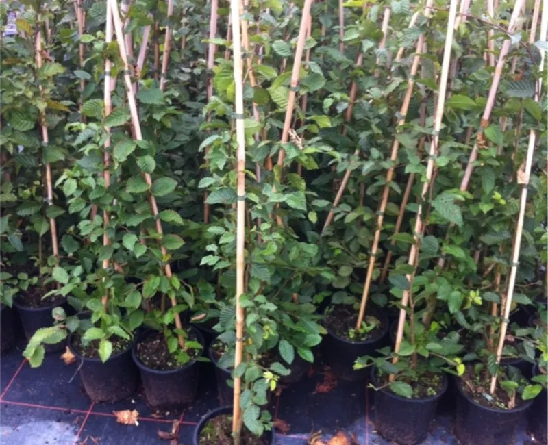 Carpinus betulus - Heckenpflanzen Carpinus betulus - Heckenpflanzen