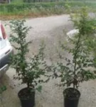 Hainbuche,Weißbuche - Carpinus betulus - Heckenpflanzen
