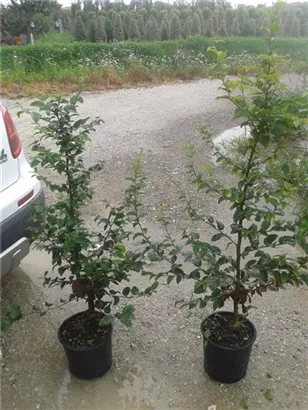 Hainbuche,Weißbuche - Carpinus betulus - Heckenpflanzen