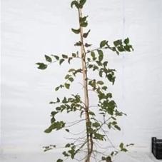 Carpinus betulus - Heckenpflanzen, mB 150- 175 Carpinus betulus - Heckenpflanzen, mB 150- 175