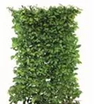 Hainbuche,Weißbuche - Carpinus betulus - Heckenelemente
