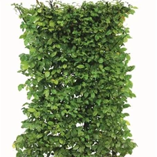 Carpinus betulus - Heckenelemente, Heckenelement 150-