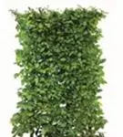 Hainbuche,Weißbuche - Carpinus betulus - Heckenelemente
