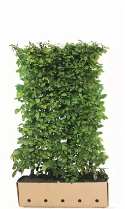 Hainbuche,Weißbuche - Carpinus betulus - Heckenelemente