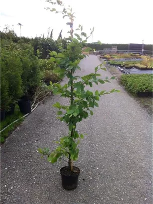 Hainbuche,Weißbuche - Carpinus betulus - Heckenpflanzen