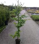 Hainbuche,Weißbuche - Carpinus betulus - Heckenpflanzen