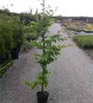 Hainbuche,Weißbuche - Carpinus betulus - Heckenpflanzen