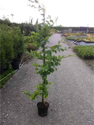Hainbuche,Weißbuche - Carpinus betulus - Heckenpflanzen