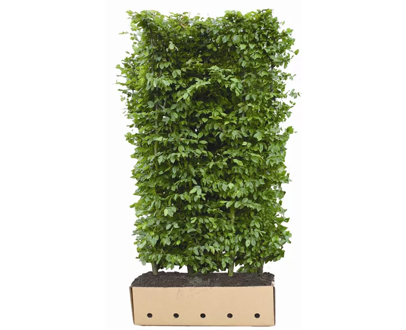 Carpinus betulus - Heckenelemente Carpinus betulus - Heckenelemente