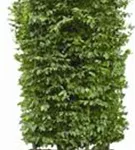 Hainbuche,Weißbuche - Carpinus betulus - Heckenelemente