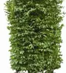 Hainbuche,Weißbuche - Carpinus betulus - Heckenelemente