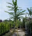 Hainbuche,Weißbuche - Carpinus betulus - Baum