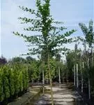 Hainbuche,Weißbuche - Carpinus betulus - Baum