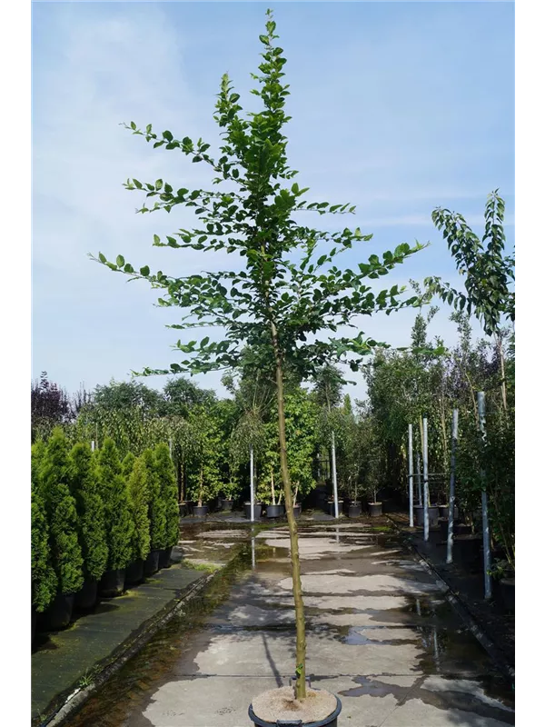 Hainbuche,Weißbuche - Carpinus betulus - Baum