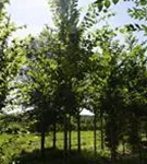 Hainbuche - Carpinus betulus 'Frans Fontaine' - Baum