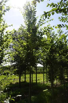 Hainbuche - Carpinus betulus 'Frans Fontaine' - Baum
