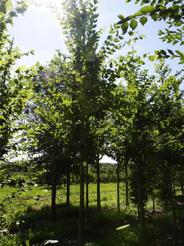 Hainbuche - Carpinus betulus 'Frans Fontaine' - Baum