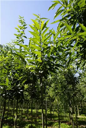 Esskastanie - Castanea sativa