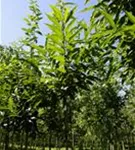 Esskastanie - Castanea sativa