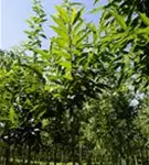 Esskastanie - Castanea sativa