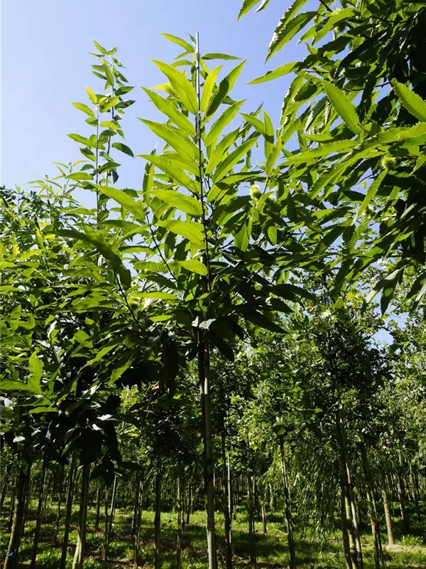 Esskastanie - Castanea sativa