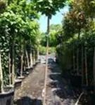 Kugel-Trompetenbaum 'Nana' - Catalpa bignonioides 'Nana'