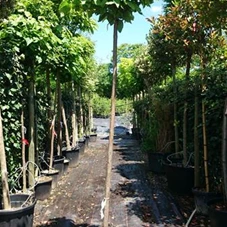 Catalpa bignonioides 'Nana', H C 35 8- 10