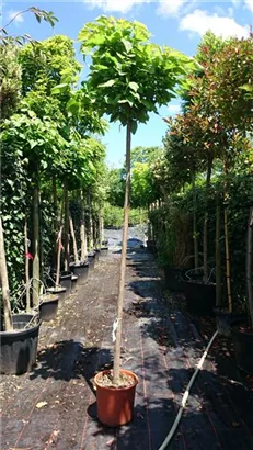 Kugel-Trompetenbaum 'Nana' - Catalpa bignonioides 'Nana'