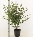 Chin. Blumen-Hartriegel - Cornus kousa chinensis - Ziergehölze