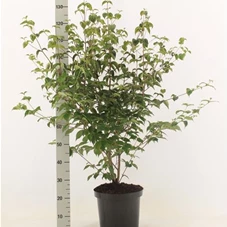Cornus kousa chinensis - Ziergehölze, C 25 100- 125