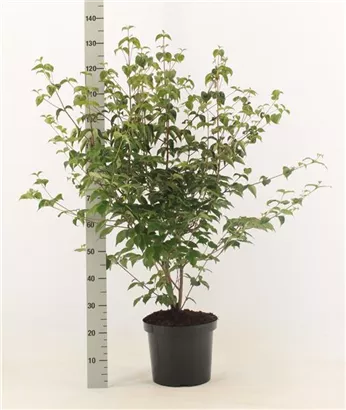 Chin. Blumen-Hartriegel - Cornus kousa chinensis - Ziergehölze