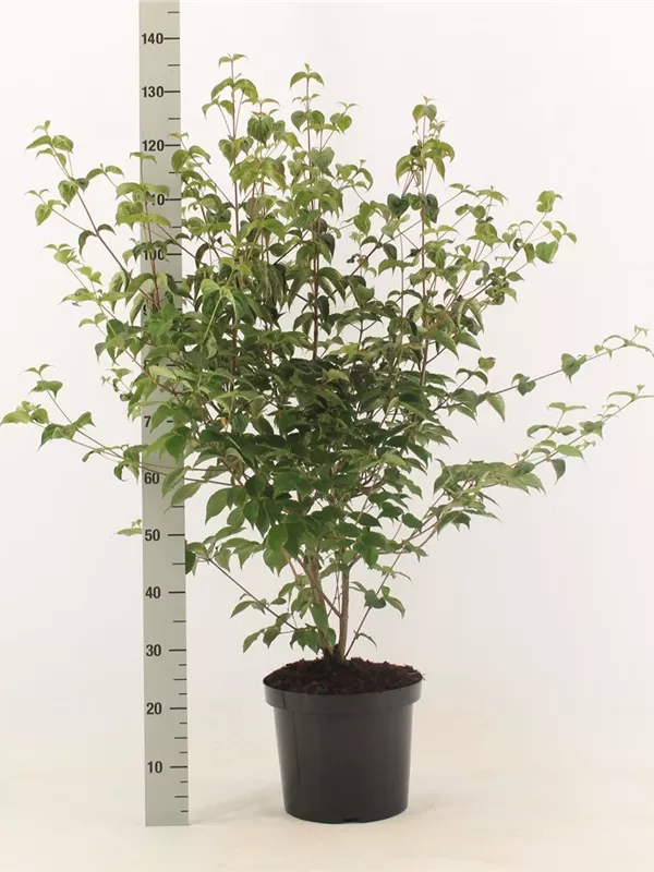 Chin. Blumen-Hartriegel - Cornus kousa chinensis - Ziergehölze