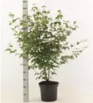 Chin. Blumen-Hartriegel - Cornus kousa chinensis - Ziergehölze