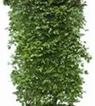 Kornelkirsche - Cornus mas - Heckenelemente