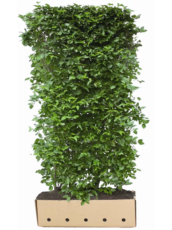 Kornelkirsche - Cornus mas - Heckenelemente