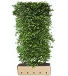 Kornelkirsche - Cornus mas - Heckenelemente